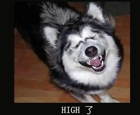 宠物囧图搞笑的宠物表情大全