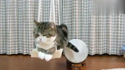 一只会打鼓猫咪,不过它的表情不是很开心啊,哈哈