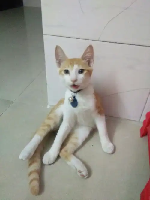 本来想给猫咪拍几张美美的照片,结果一不小心拍成了表情包