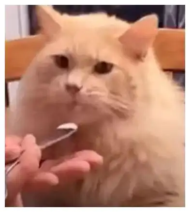 加拿大猫咪初尝冰淇淋被冻僵灵魂的小表情太搞笑爆红网络