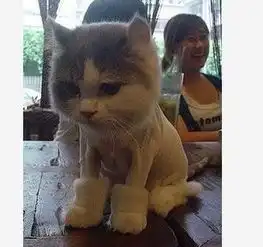 猫yi丶哎的空间搜狐博客