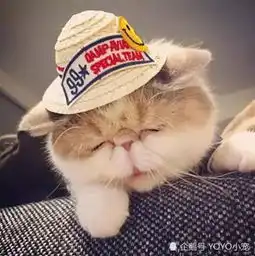 网红猫展示可爱连拍,但它的状态却让人猜不透,表情非常有个性