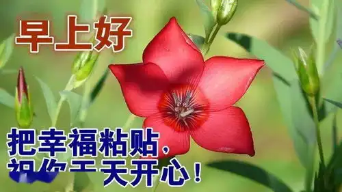 2021新版微信早晨好短信大全,早上好动态表情图片大全