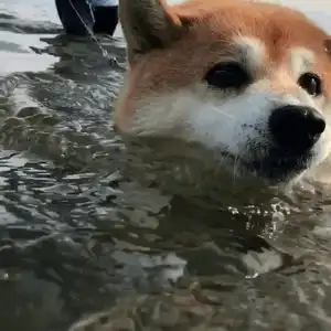 最全微信柴犬表情包大全合集,搞笑斗图贱表情包