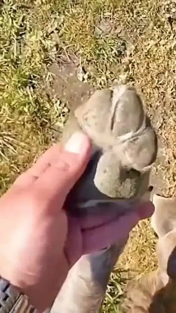 嬉皮笑脸单身狗二哈