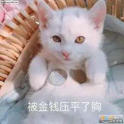 被金钱压平了胸表情包被金钱压平了胸猫咪表情包下载乐游网手机下载站