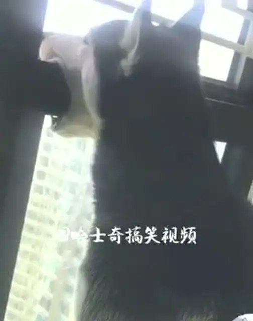 二哈拆家被主人赶到阳台,没想到二哈生气的表情这么搞笑