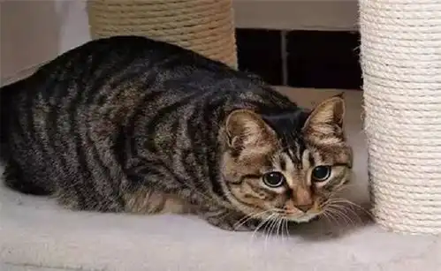 看起来既凶又高冷的狸花猫,原来都是假装的