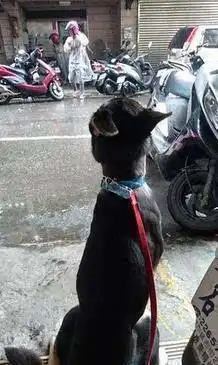 出门散步前突下雨,狗狗的表情瞬间傻眼,哀怨的背影太搞笑
