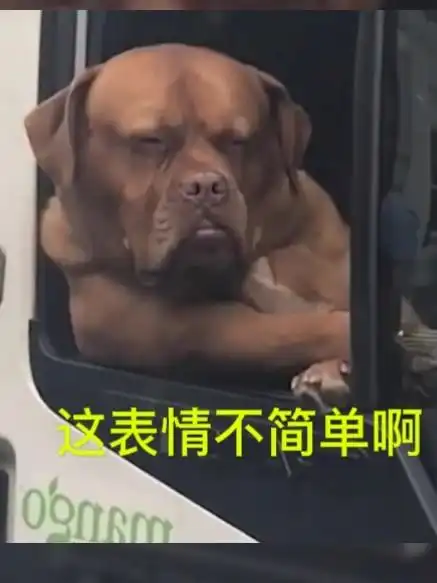 动物爆笑迷惑行为大赏全都是搞笑的表情包啊