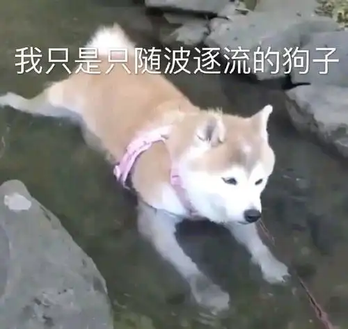 搞笑表情包图片可爱到无法自拔