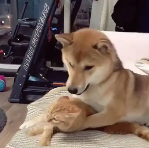 柴犬向橘猫示爱强行求抱抱,被橘猫无情拒绝后,狗狗表情笑炸