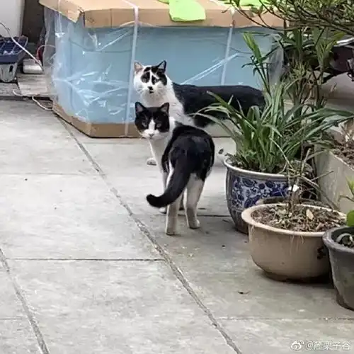 我寻思一只猫能有多丑看完后,我真吸不下去啊