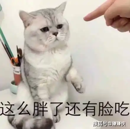 猫咪表情包不开心,我太难了,熬夜满眼都是你