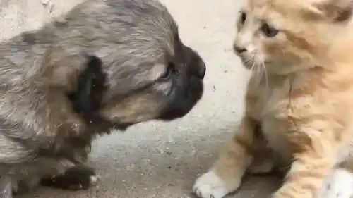 猫咪不懂狗的爱,这猫咪也太高冷了,生气的表情惹人爆笑