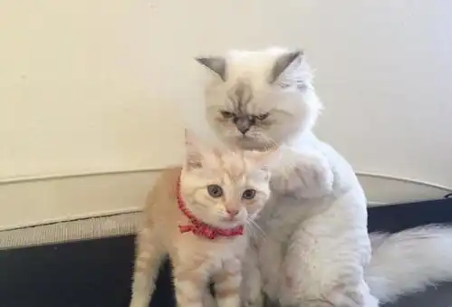 主人以为小橘猫会受欺负,看到这样的画面担心完全是多余的