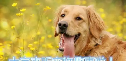 主人下班回家,家里的狗子失踪了,没想到在床上竟看见一只