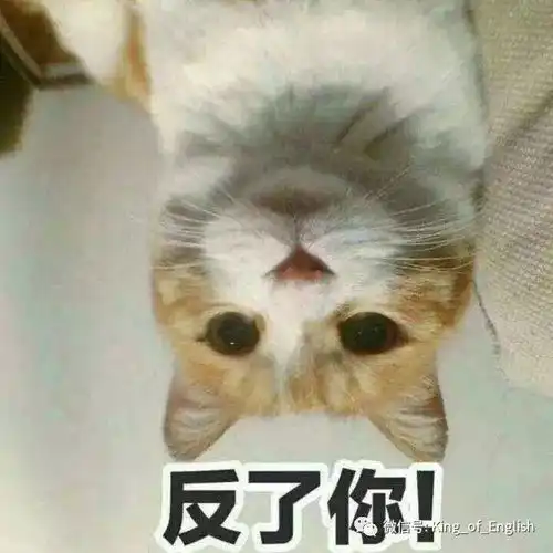 很多人给大王留言说想当助理,你们眼里是不是没有我