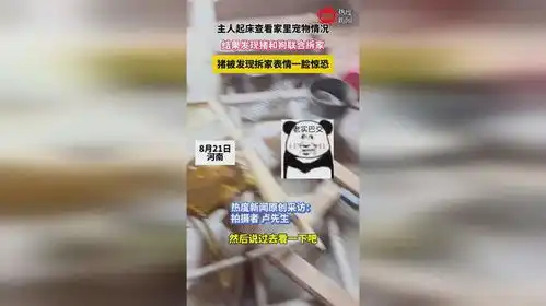 主人起床查看家里宠物情况,结果发现猪和狗联合拆家,猪被发现拆家表情一脸惊恐