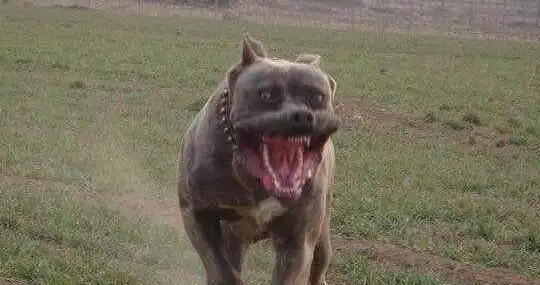 地球上10大凶悍的狗,比特犬无悬念第一,獒犬排第二