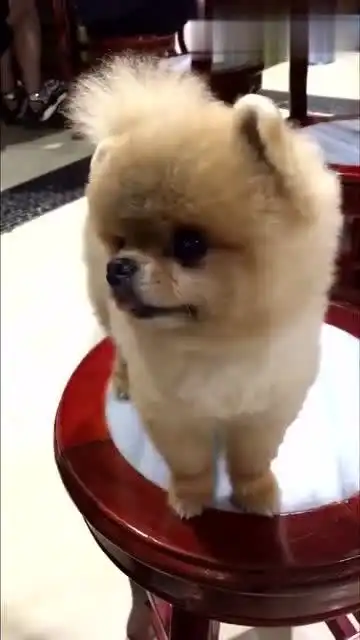 把狗子放椅子上拍照,都不敢动,表情是亮点