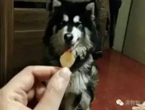 汪界的花美男,阿拉斯加是也