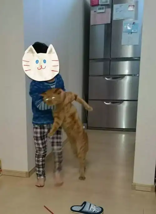 猫咪神表情摄影大赛,这些表情太搞笑了