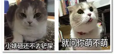 喵星人表情包带字