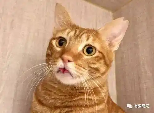 黑猫撑懒腰时一屁股顶到了橘猫的嘴