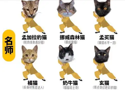 小趴菜搞笑表情包猫咪