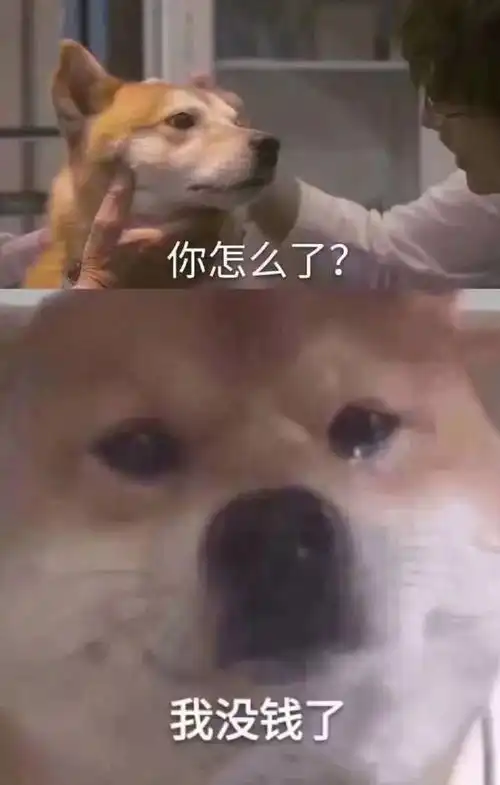 杜嘉班纳推出中国春节产品,庆祝即将到来的猪年