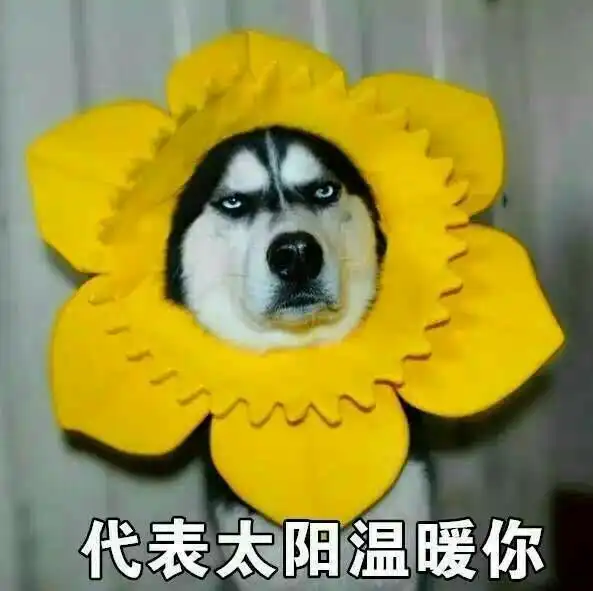 表情搞笑超逗的表情包代表太阳温暖你腾讯网qq.com表情