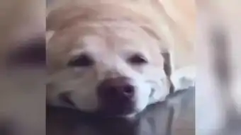 两只猫亲亲发现有人偷拍那表情绝了