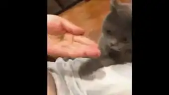 猫咪吃葡萄干,表情酸爽简直了,喵星人就是魔性,跳起来