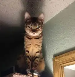 爆笑猫咪见到小宝宝的第一瞬间,这些表情简直太有戏了