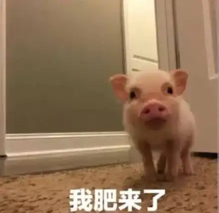 小猫咪也需要隔离吗特殊情况该怎么分配房间