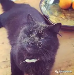 测试一个超长简介的文章