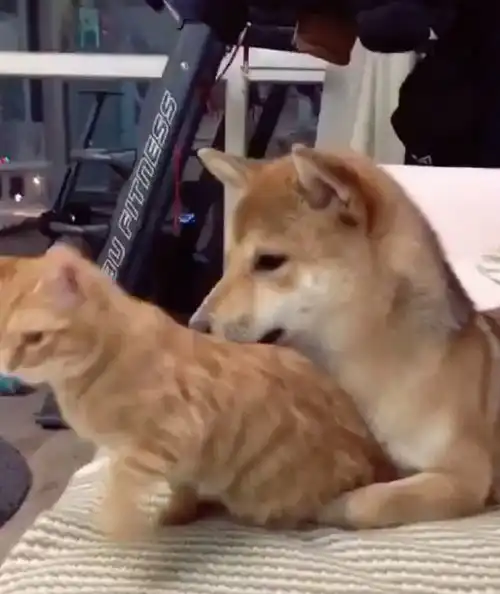柴犬向橘猫示爱强行求抱抱,被橘猫无情拒绝后,狗狗表情笑炸