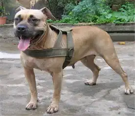 比特犬价格多少钱一只,怎么挑选,哪里有卖的