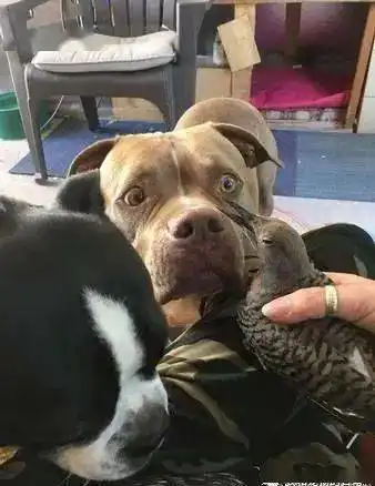 比特犬救起受伤小鸟一直在身边守护,表情说明一切