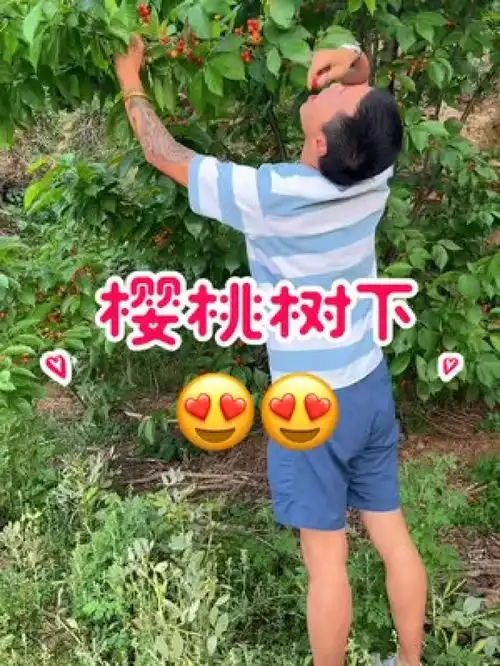 实现樱桃自由,吃到饱的那种新鲜采摘樱桃流口水了吗快乐就这么简单