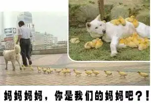 笑死不偿命超级搞笑动物表情集锦