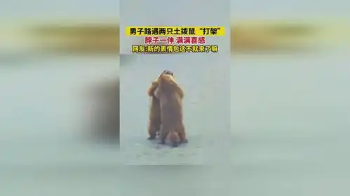 男子路遇两只土拨鼠打架,脖子一伸满满喜感,网友新的表情包这不就来了嘛