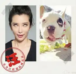 跨界迷之撞脸王思聪像树懒李易峰权志龙似喵咪