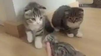 2萌猫看到新成员傻了,超默契同步排挤退到墙角,惊恐表情够爆笑