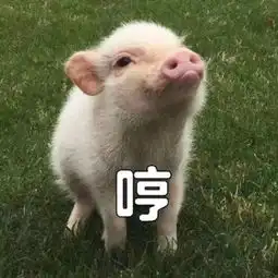 喜欢阿拉斯加的人,为什么不直接养猪