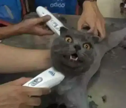 冷酷到底,属于男人的剃须刀