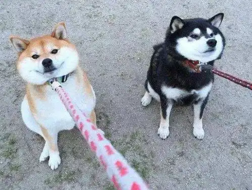 想毁掉一段关系,就送对方一只柴犬