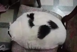 喵牌大抱枕,你想要哪一款