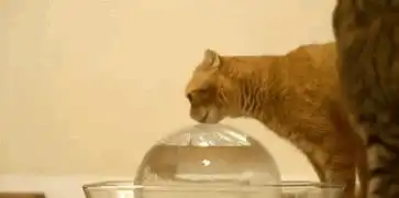 爆笑猫咪见到小宝宝的第一瞬间,这些表情简直太有戏了